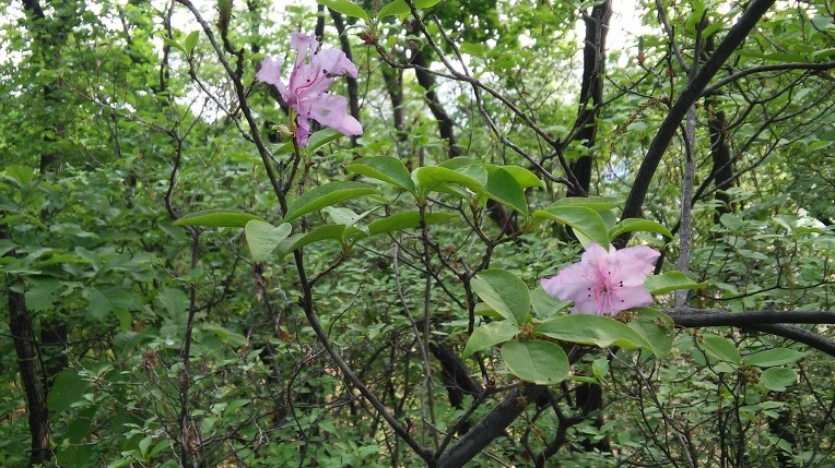 25274F4C572697820E6293