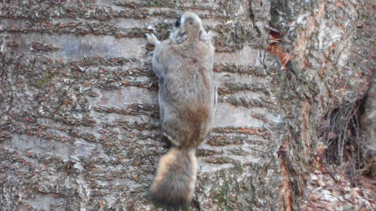 223C613C551F524D34D94C