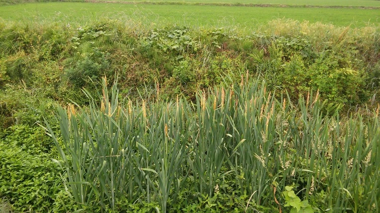 271BBA39575E52811DF821