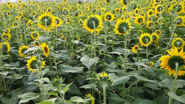 2156C34657EB356B187B50