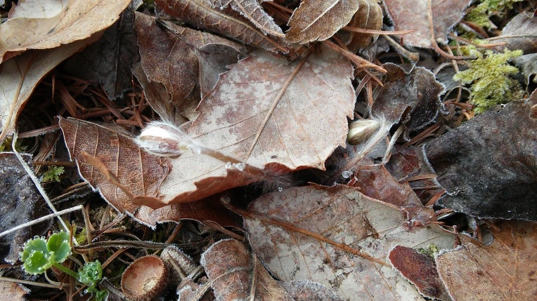 230DD63A56F721C2161E92