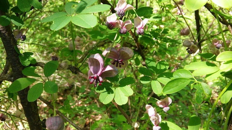 230ED3395541EC4708C412