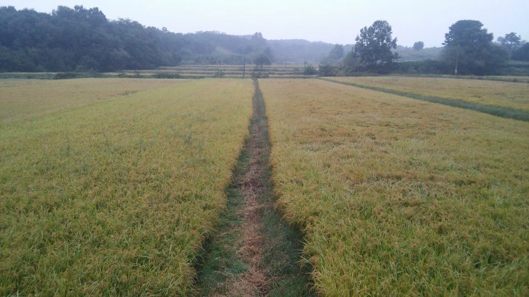 266FA64557EEEE431BC0CC