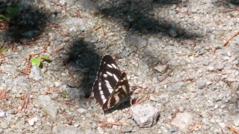 217CAF43556025911FDC71