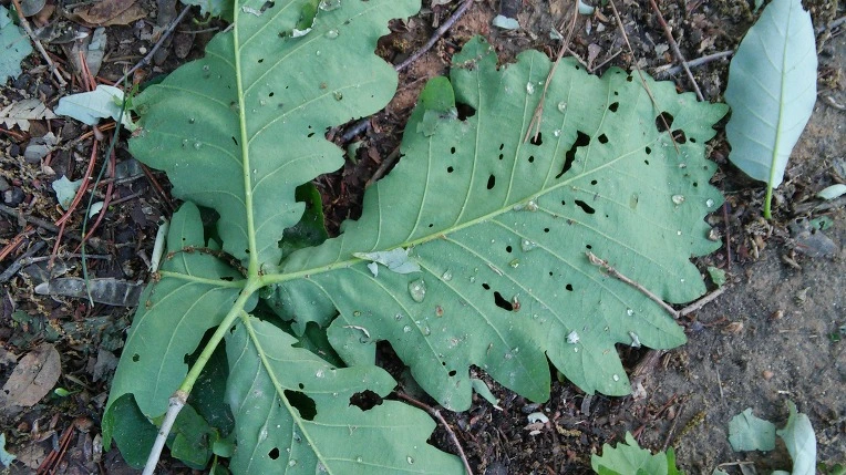 2160704A57292D2426DC84