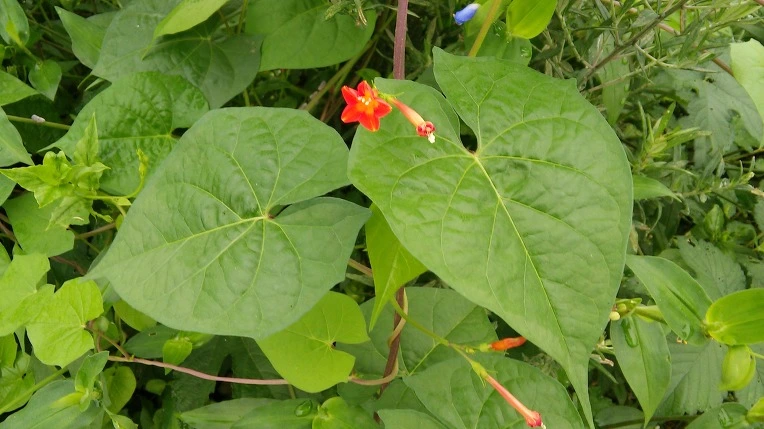 2542AB4C579FEDCA135B40