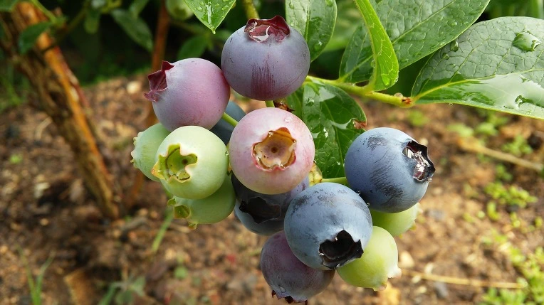 264CF8345758EF6C35BCE4