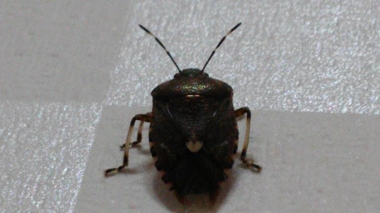 265BA83356F3900938AD97