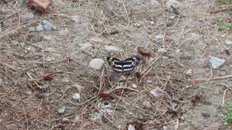 21619B4057B90F462A8685