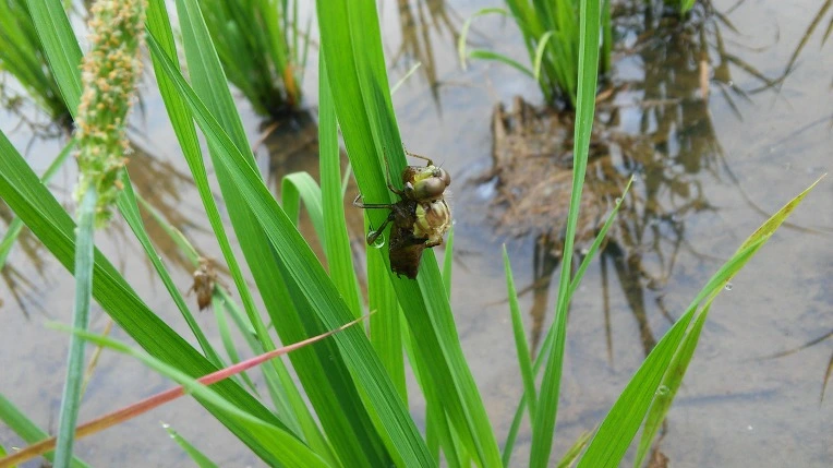 25355847575E54211EF125