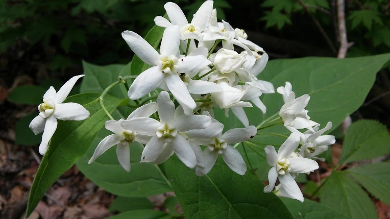 263DE23C59290FE7387EED