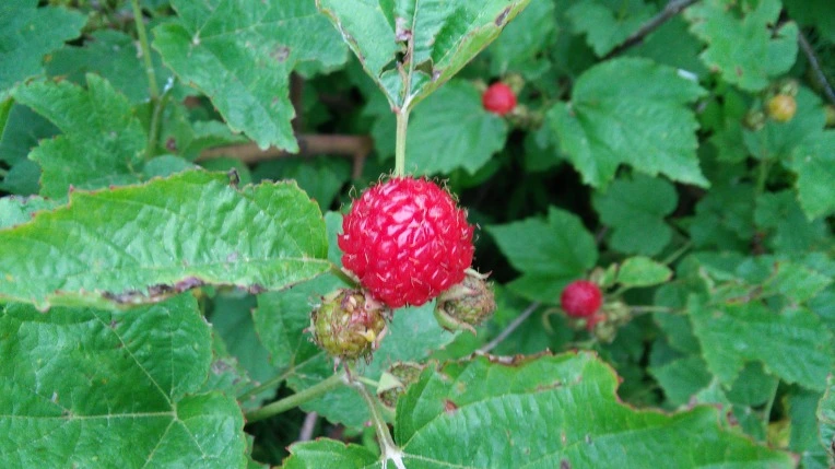 26359C3F5756175816394D