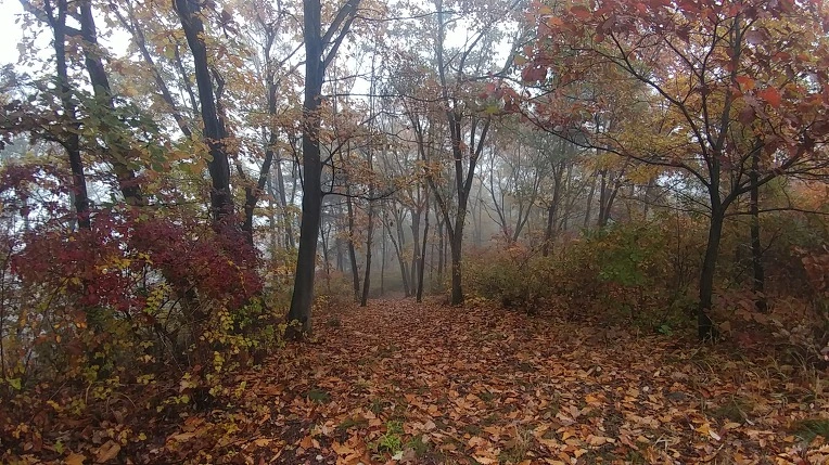 990745495BD65E44040399