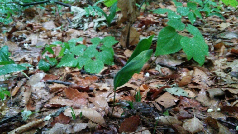 2215CB4A5731183C1ACEBF