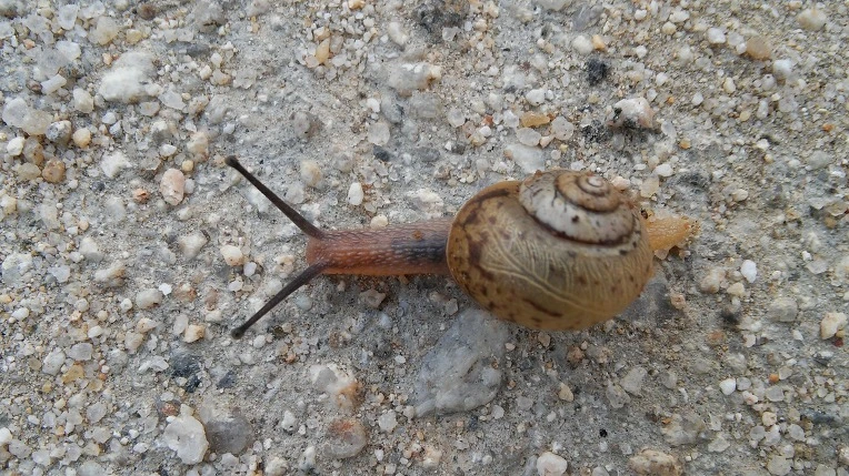 232BCA40577071652264D7