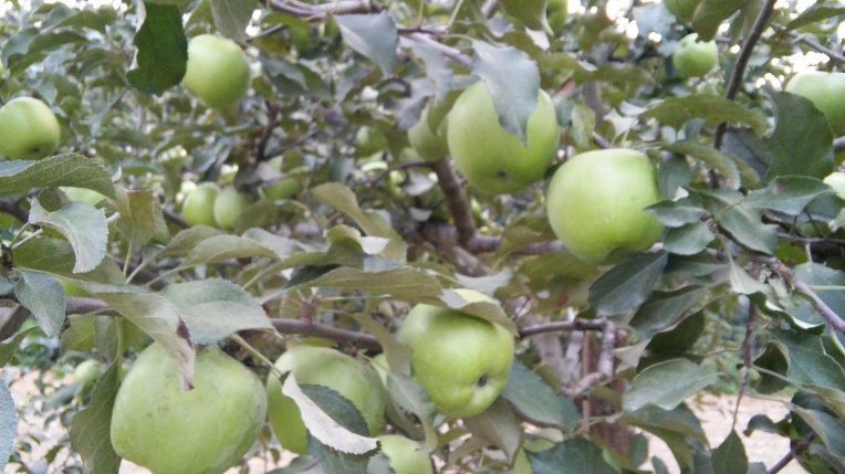 256782405622BFFF0D89B4