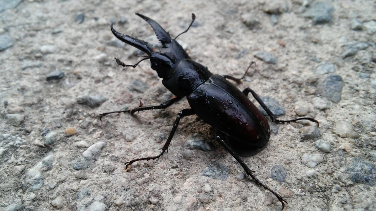 273D783E57A19ECF15B497