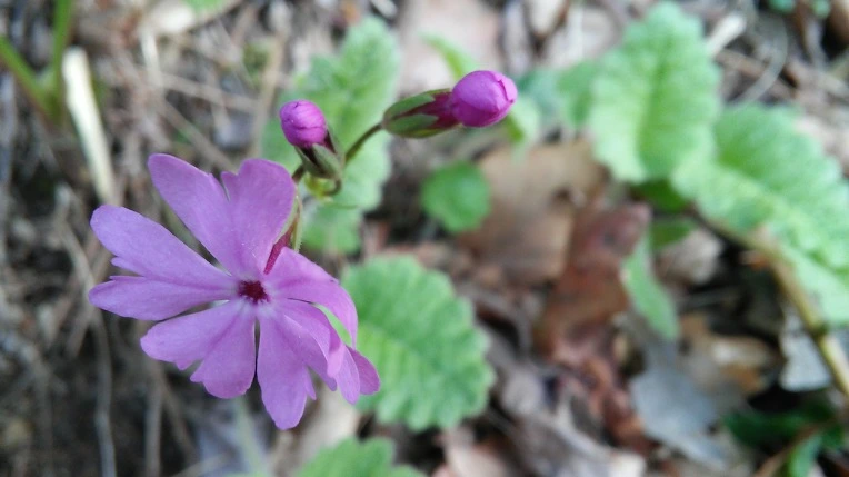 2165293C5909CA9F1E84F1