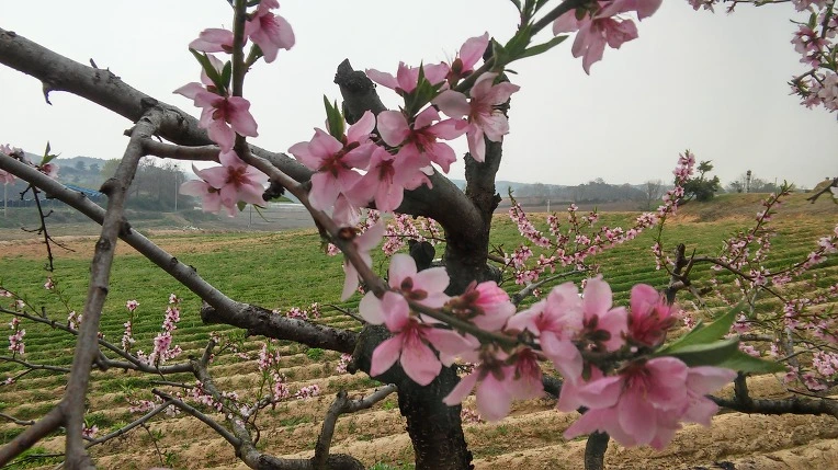 224282435714A17726EC77