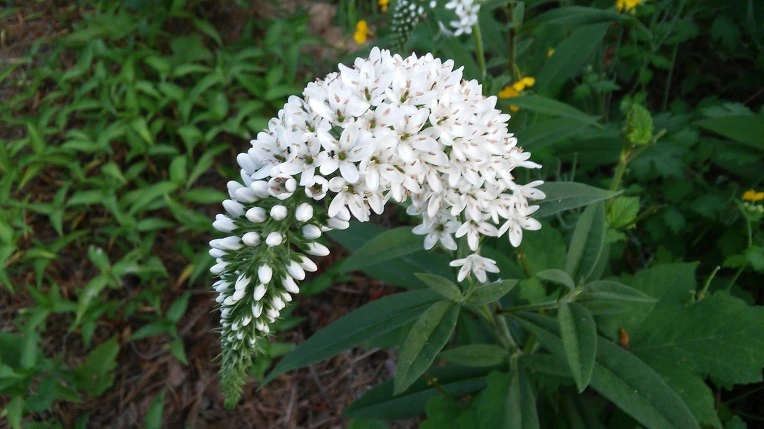 223C78345758ED5133CEAC