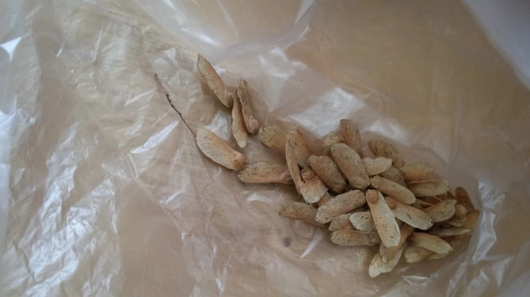 27080643566907A5204241