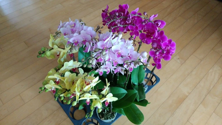 9929A33C5A8AA06F06A24D