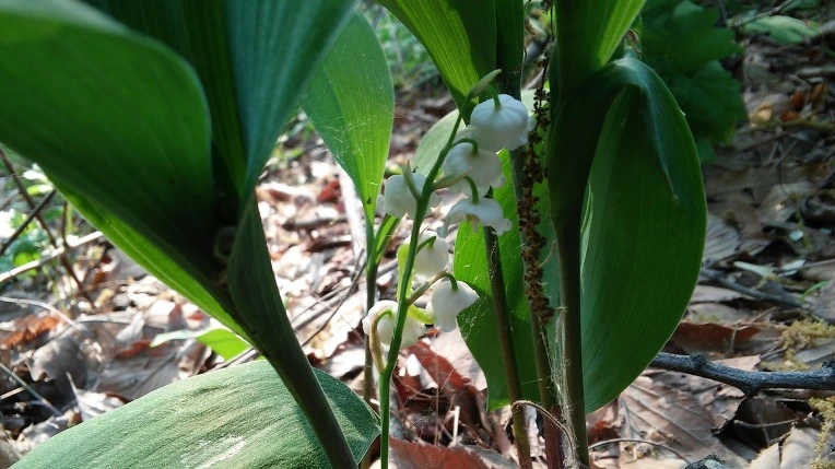 263E5E4C5726977C0C5B79