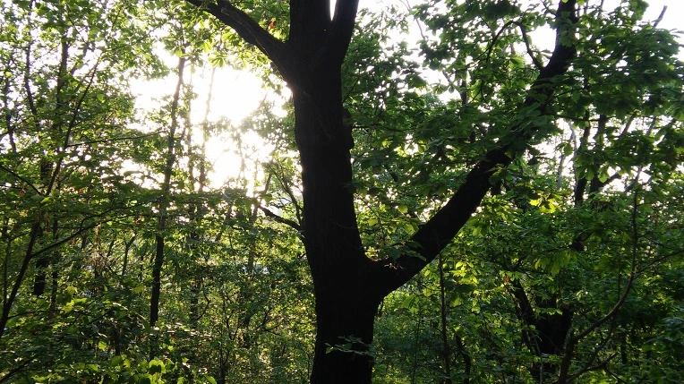 2161D54D57292CDC2101D0