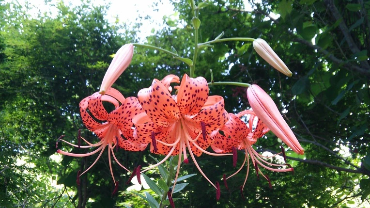 99A240335984FD591B2AE2