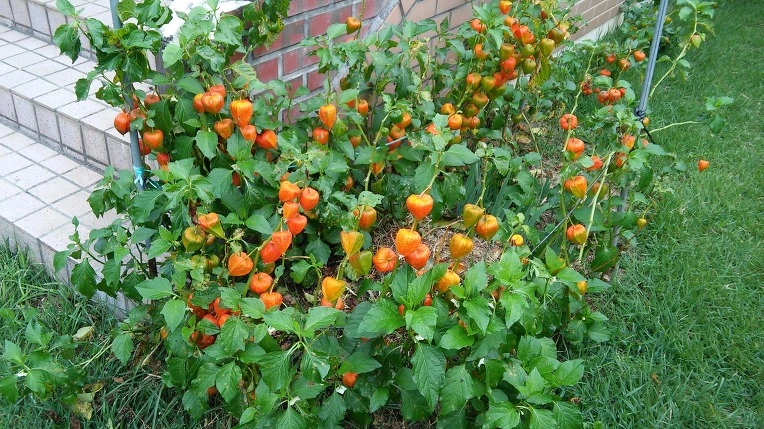 2143264957D5E2C3383ABC