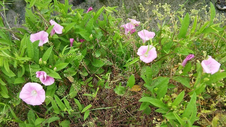 272DFA4E575E574D093DB0