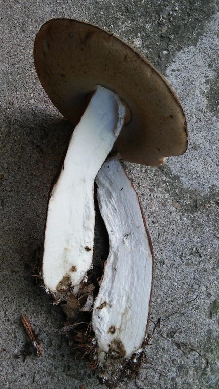 2338804055E13F801603A0