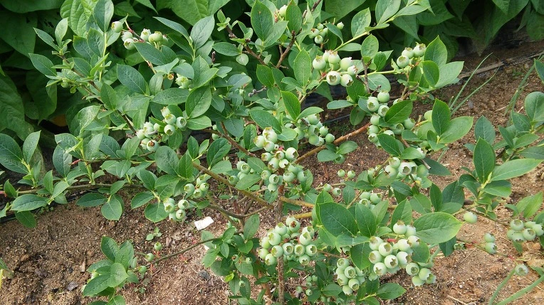 275F4B4457458856080E4D