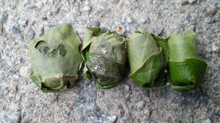 240AB1415768A66A0449F4