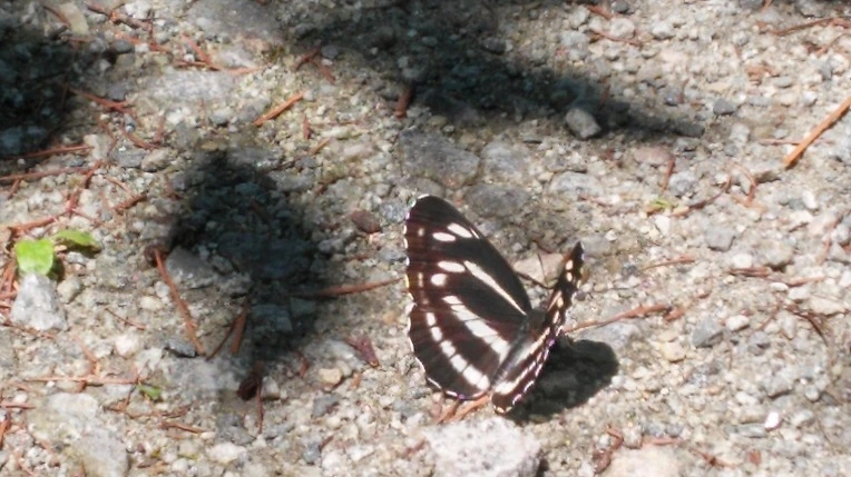 260D333F556025B10C85A3