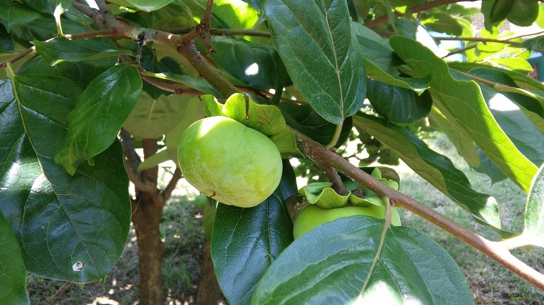 26440F465791A4B218DEFE