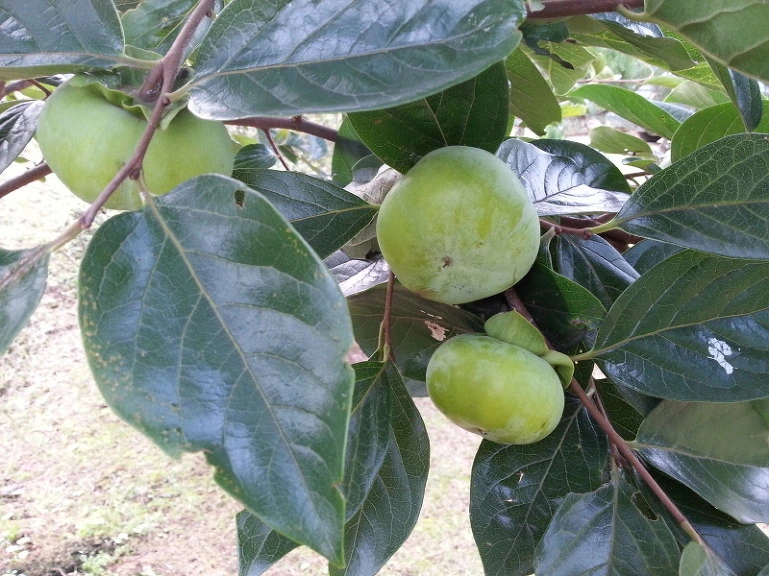 2368EB4153FD32822C71CC