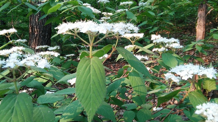 2516894B5722BCD62504E7