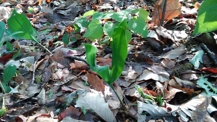 257DD849572929BD158876