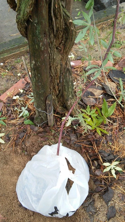 276C9048564999BF1C9188