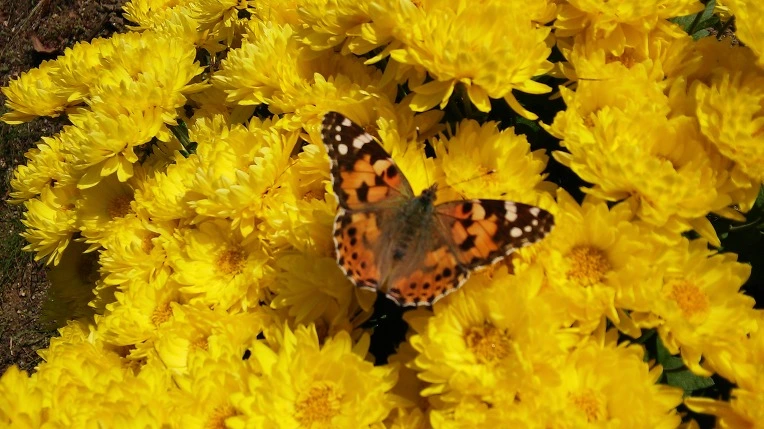 2567B8445699F9A50A51B6