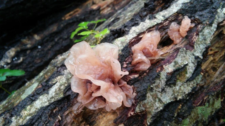 2209DB4A56987CF832613E