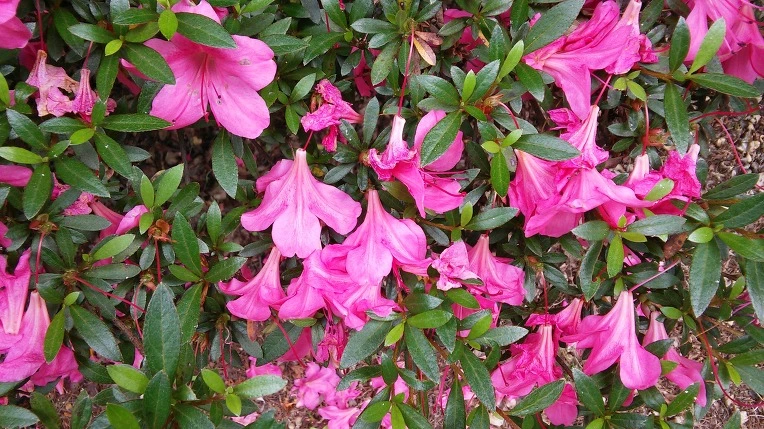 26044E435950420A1531CD