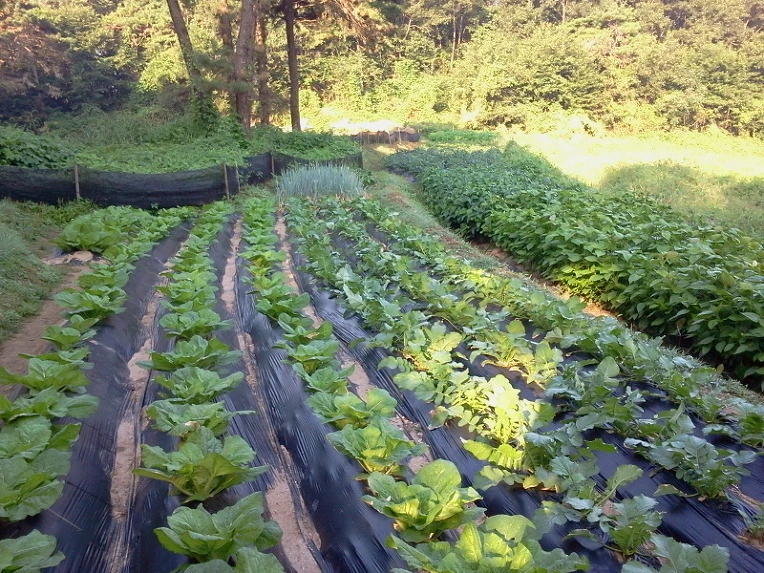 152870334E66D815119615