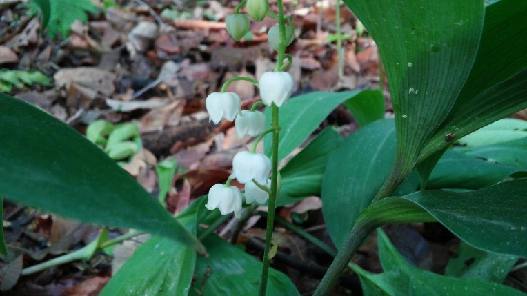 277DEC4957292A20211084