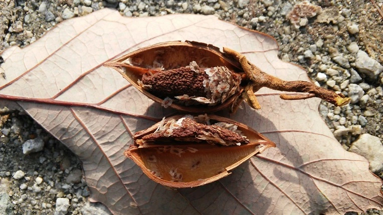 230C8E355643156F0802CA