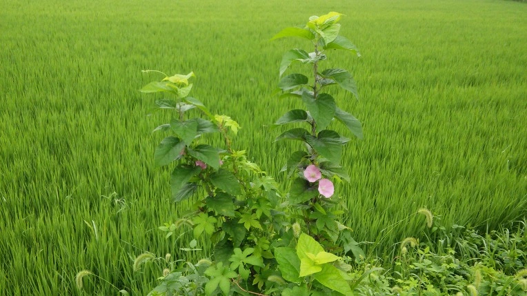 247CA449579FEDF11588E8