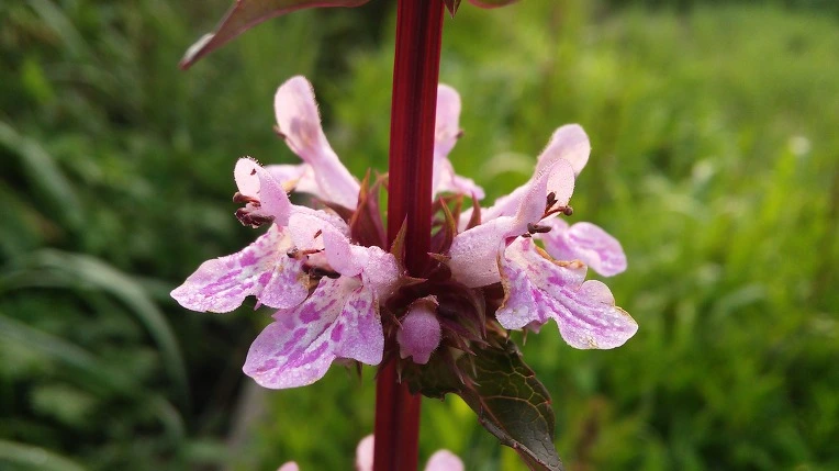 2560DC38575A1ECD183352