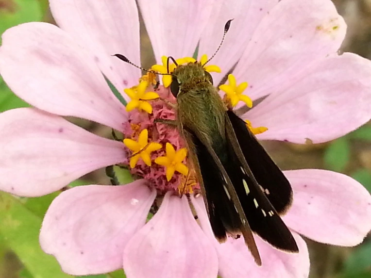 243D4D34542419CE2A43BC