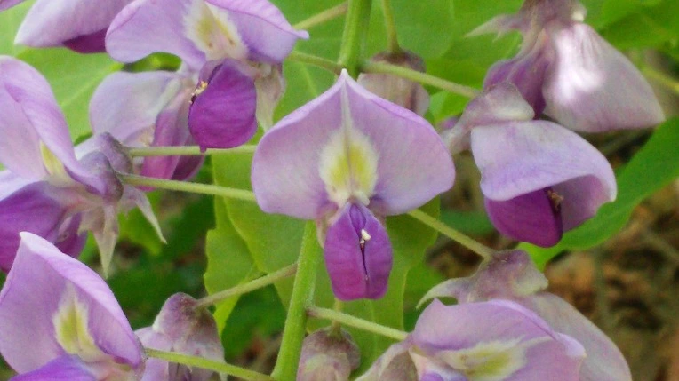 21156C4859141626180684